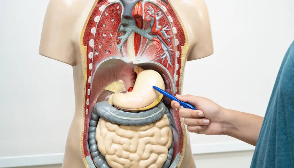 Régulation du corps et équilibre alimentaire sans contrôle